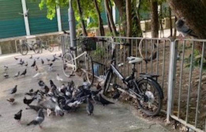 野鴿
公園附近市民遺下的食物養活了一大群野鴿，甚不衞生。...