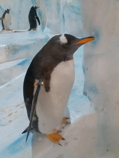 企鵝
企鵝雖然多生活在南半球，但香港海洋公園也可欣賞到企鵝的風姿。...