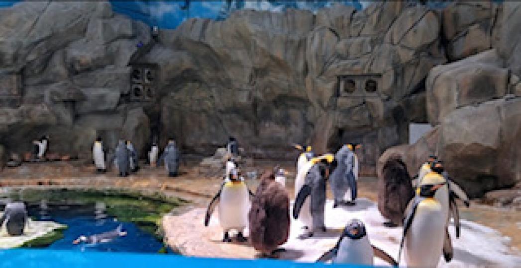 海洋公園南極館

想拜會人見人愛的企鵝，不一定要遠赴地球最南端的極地，海洋公園南極館有世界著名的南跳岩企鵝和巴布亞企鵝。...