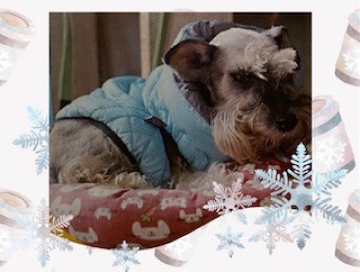 寵物過冬
加拿大有不少地方至今仍是冰天雪地，家中寵物保暖不應着重美觀，應着重穿保暖的效果。...