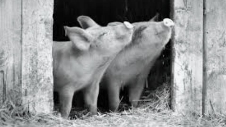 豬嘜農莊

今午享受了一套九十分鐘的紀錄片「豬嘜農莊」。片中內容是紀錄農莊生機勃發，小豬崩跳嬉戲，與牛和獨腳雞為鄰。但農莊動物的自由隨時被奪去，牠們能否逃過仼人宰割的命運呢？...