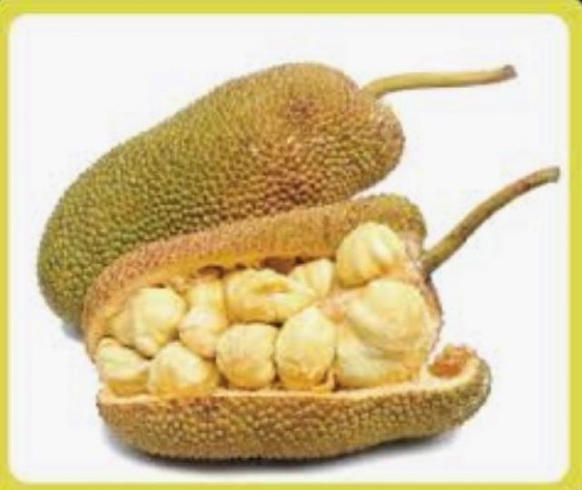 大樹菠蘿
據營養師分析，大樹菠蘿有五大神奇功效，可以消除感冒、清理腸胃、治療痔瘡、促進頭髮生長和有助降血壓。...