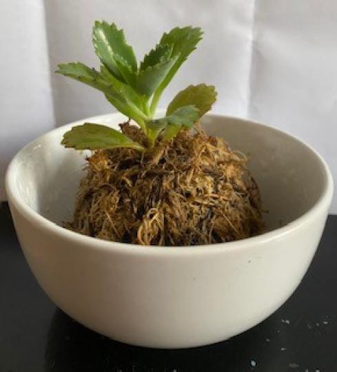 落地生根小盆栽
若將落地生的葉放在泥土上,葉邊的一點即能發芽生長,不必依賴種子繁殖,故名落地生根。若將它屈折或打斷,其葉著地即能生長,故亦有「打不死」之名。具有止血、消炎、止痛、消腫解毒之功效。... 落地生根小盆栽
若將落地生的葉放在泥土上,葉邊的一點即能發芽生長,不必依賴種子繁殖,故名落地生根。若將它屈折或打斷,其葉著地即能生長,故亦有「打不死」之名。具有止血、消炎、止痛、消腫解毒之功效。...