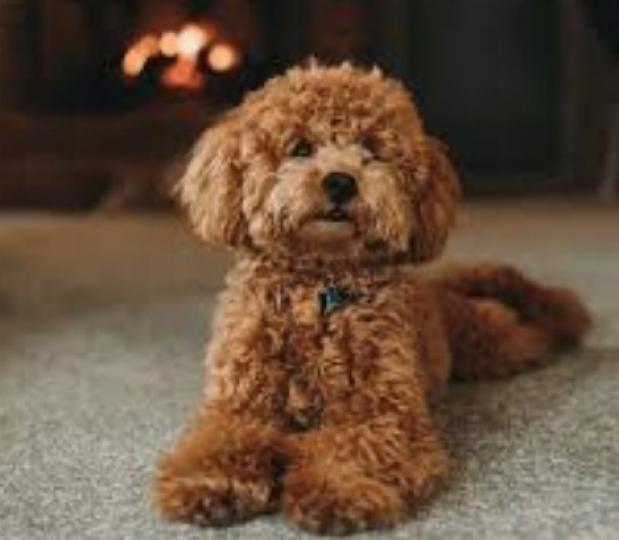 貴賓犬
體型較小的玩具型貴賓犬已經成為廣受歡迎的寵物犬。...