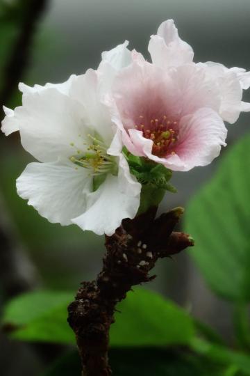 墨染櫻


墨染櫻花型圓潤，花初開時，純白淡雅。幾天的時間，慢慢轉為如水墨般暈染的粉紅色，因而得名，又被稱為「變色櫻」。...
