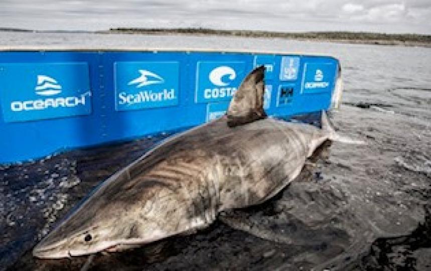 海中皇后
海洋中有很多奇妙的生物，日前加拿大團體「海洋研究」在新斯科細亞省沿岸捕獲一隻體型巨大的雌性大白鯊。它長約5米、重約1600公斤，年齡大概在50歲左右。研究人員稱它為「海中之后」。...