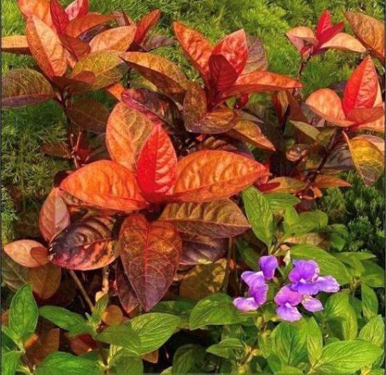 紅葉、紫色小花、嫩綠的葉生長在一起特別搶眼。...