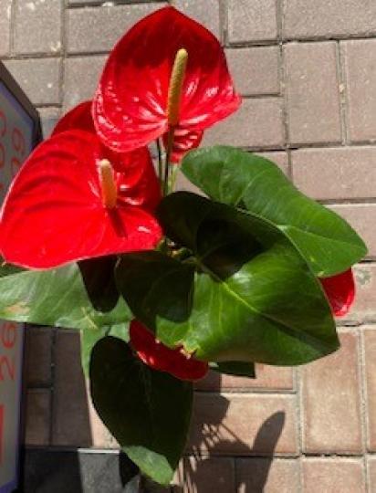 紅掌
紅掌有淨化空氣的作用的,可以吸收空氣中的苯、甲醛、三氯乙烯等有害氣體。 不過要是希望它生長得健康茁壯的話,就不要將它放置在空氣污濁、油煙味大、空氣不流通的位置,比如衛生間、廚房等,這會在一定程... 紅掌
紅掌有淨化空氣的作用的,可以吸收空氣中的苯、甲醛、三氯乙烯等有害氣體。 不過要是希望它生長得健康茁壯的話,就不要將它放置在空氣污濁、油煙味大、空氣不流通的位置,比如衛生間、廚房等,這會在一定程...