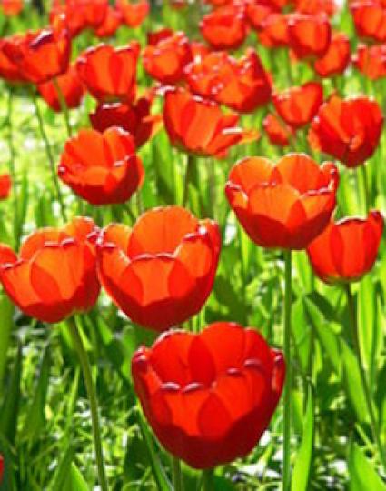 花語

不同顏色的鬱金香有不同的花語，紅色的鬱金香代表愛的告白、喜悅和熱烈的愛意。...