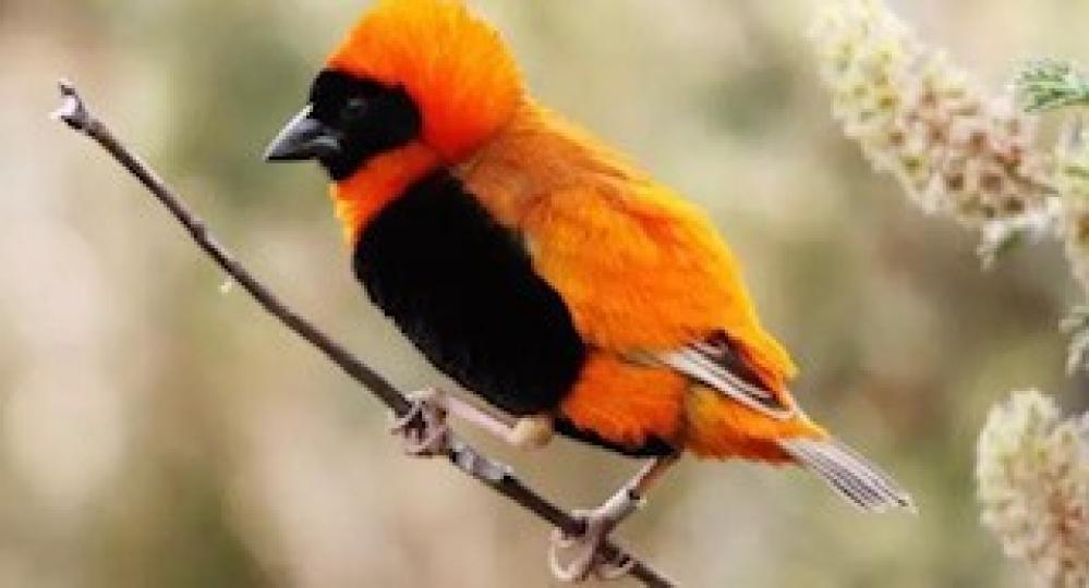 紅寡婦鳥
紅寡婦鳥又名紅巧織雀，是寡婦鳥屬中的一種細小鳥類。牠們分佈在赤道以南非洲的濕地及草原，而在赤道以北的是橙巧織雀。...
