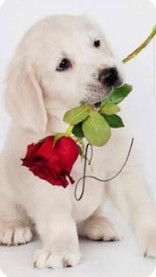 浪漫的狗
這狗兒口中的花不知是送給主人或同類伴侶呢？...