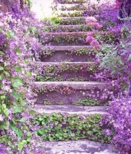 浪漫的石階
平平凡凡的石階，加上兩旁紫色小花和綠葉生長在階梯兩旁，有與眾不同的感覺。...