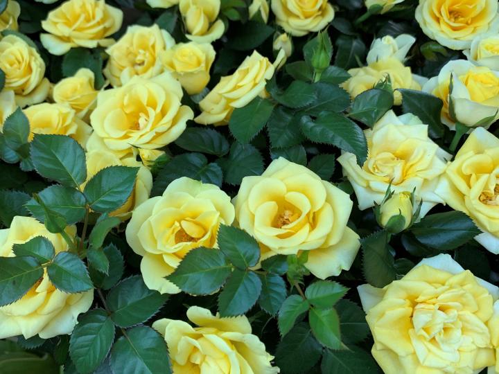 黃玫瑰
我愛黃色玫瑰，我把這照片用來作電腦桌布。...