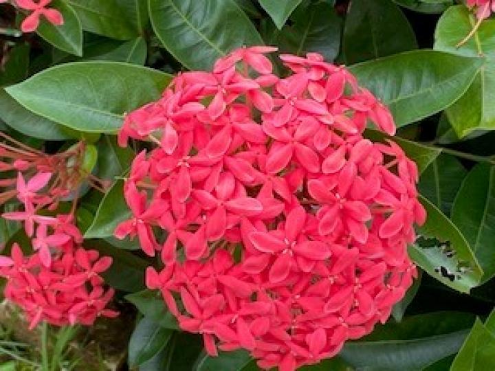 綉球花

繡球花是一種常見的園藝裝飾花，花色一般包括紅藍紫色，但大紅色的很搶眼。...