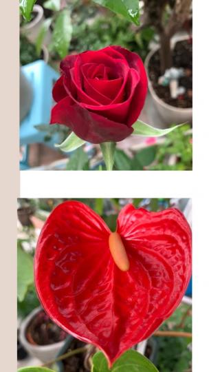 紅紅的花

玫瑰和紅掌雖然顏色一樣，但形態上各有各美。...