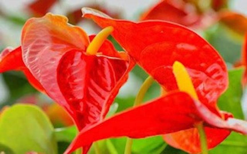 紅掌的花語
紅掌的花語是大展宏圖、熱情、熱血。紅掌的花語雖有「熱情」、「熱心」、「關懷」的寓意,但贈送此花給人時,不宜贈送單枝,因為這並非表示對方「獨一無二」或「一心一意」,而是「孤掌難鳴」,也就是徒... 紅掌的花語
紅掌的花語是大展宏圖、熱情、熱血。紅掌的花語雖有「熱情」、「熱心」、「關懷」的寓意,但贈送此花給人時,不宜贈送單枝,因為這並非表示對方「獨一無二」或「一心一意」,而是「孤掌難鳴」,也就是徒...