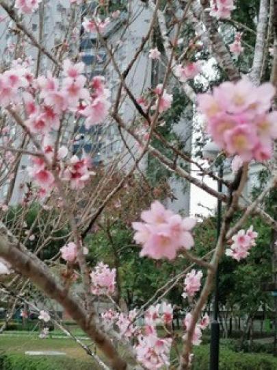 櫻花
踏入春天，沙田城門河畔櫻花漸漸盛放，遠看一片粉紅的花海，非常悅目...