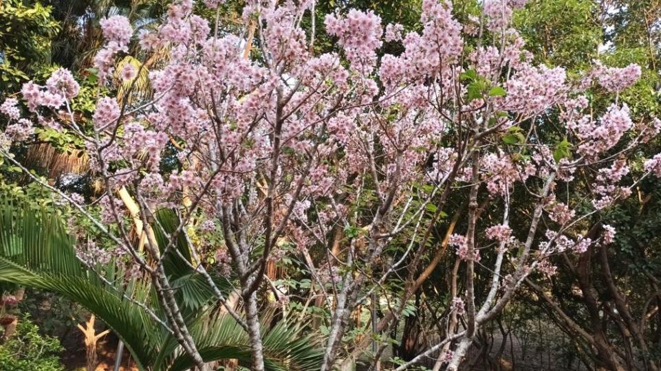 吉野櫻

春天是日本櫻花季節，但香港的公園也種有吉野櫻，本土的種植不錯啊！...