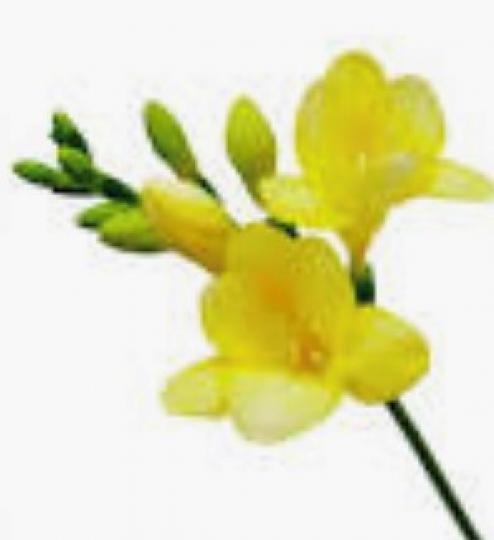 小蒼蘭
小蒼蘭俗稱較剪蘭是作為觀賞花之用。因其豐富色彩和開花的濃香而深受園藝愛好者的歡迎。從小蒼蘭提煉出來的香精油常常用作沐浴乳和保膚乳液之用的原料之一。...