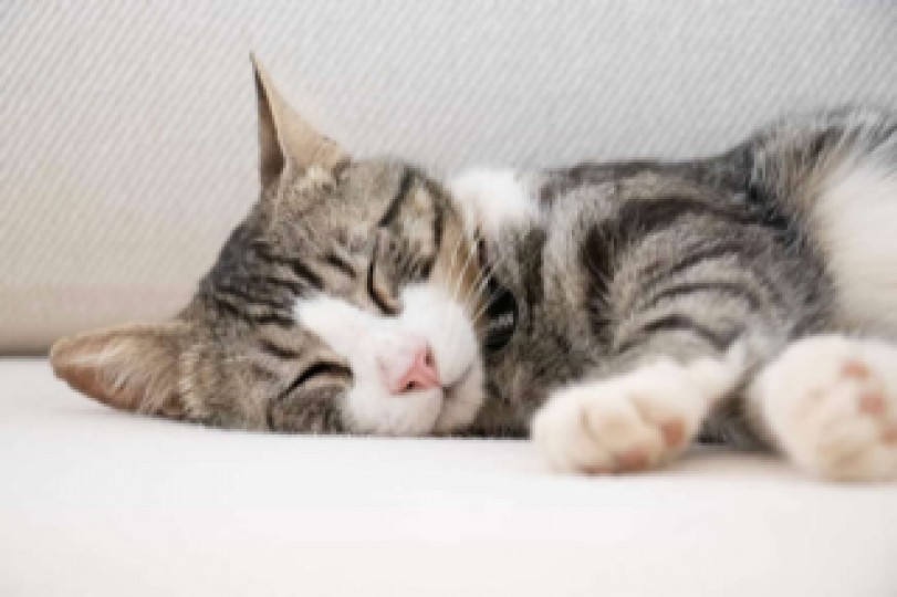 小貓兒

根據研究指小貓兒一天需要睡眠的時間頗長才可以活力充沛。...