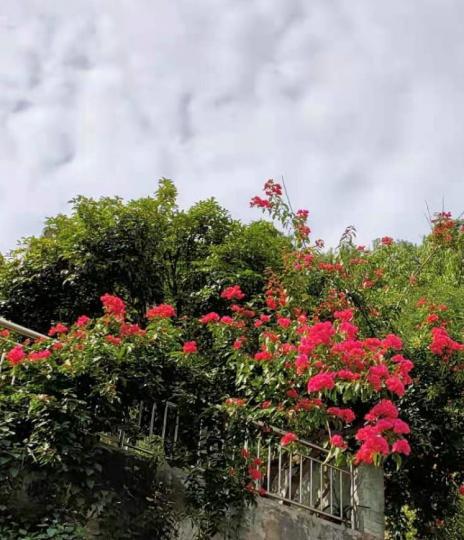 梯級上的杜鵑
村屋下的梯級有盛放的杜鵑，一出一入都可欣賞嫣紅的杜鵑。...
