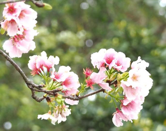 春花

攝影師所拍的春天的花給人有希望的感覺，作品有立體感，很美。...