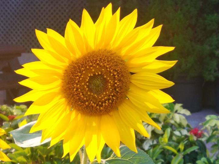 太陽花

太陽花給人充滿陽光活力充沛的感覺。...