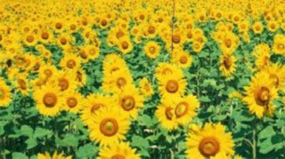 向日葵
向日葵又名朝陽花，因其花常朝著太陽而得名。英語稱之為sunflower卻不是因為它的這一特性，因為其黃花開似太陽的緣故。...