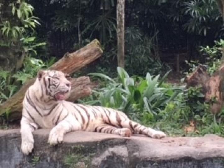 白虎
這隻星加坡動物園內的白虎形態很有威嚴，真的虎虎生威。...