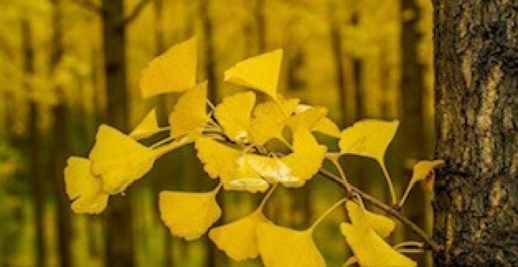銀杏樹瀕危
銀杏樹成為瀕危物種,是因為它的基因多樣性單一,植物跟動物的繁殖方式不一樣,所以植物被納入瀕危物種的理由也不一樣。銀杏是無性繁殖,只需要將銀杏樹枝插入土中,就能獲得大量的銀杏樹,在這裏大家要... 銀杏樹瀕危
銀杏樹成為瀕危物種,是因為它的基因多樣性單一,植物跟動物的繁殖方式不一樣,所以植物被納入瀕危物種的理由也不一樣。銀杏是無性繁殖,只需要將銀杏樹枝插入土中,就能獲得大量的銀杏樹,在這裏大家要...