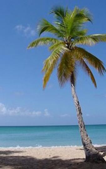 棕櫚樹
我覺得理想的海灘必需水清沙幼，棕櫚樹遮蔭一定不可少。...