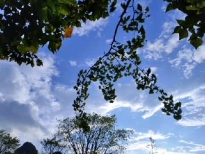 美景
藍天白雲襯上三種不同形態的樹葉，這角度盡顯構圖的美。...