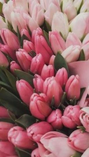 鬱金香
粉紅色和淡粉紅色的鬱金香朵朵含苞待放，像含羞答答的美少女一般。...