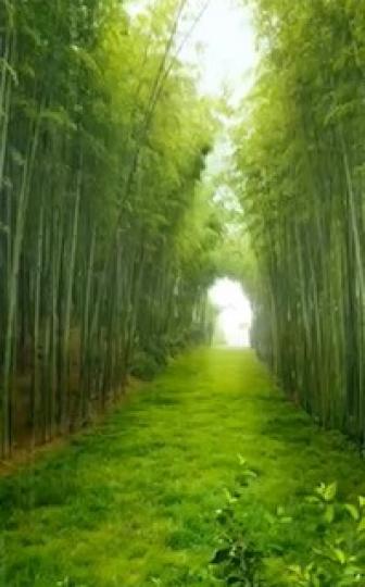 綠色通道
高高的樹蔭和軟綿綿的草地做成這條綠色通道。...