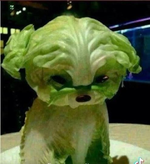 用蔬菜拼合成一隻小狗殊不容易。...