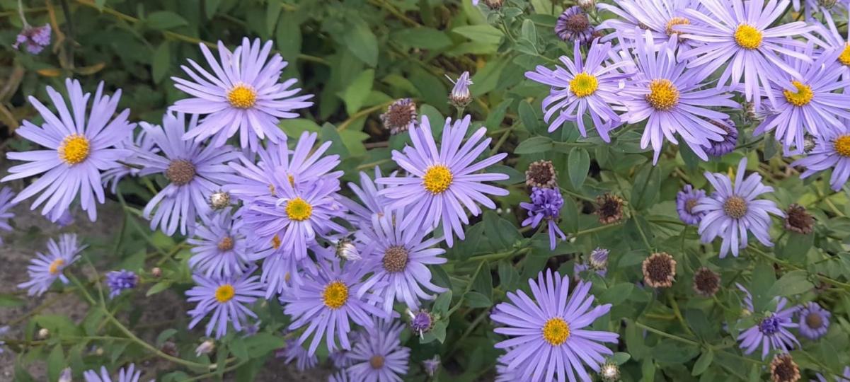 紫菊花
菊花品種多，顏色亦多，但淺紫色的菊花很優雅清純。...
