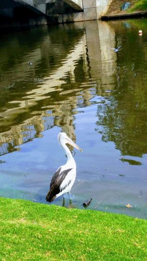 河畔
這河畔的雀鳥吸引了我，再仔細看，水也清澈，所以拍下此相片。...