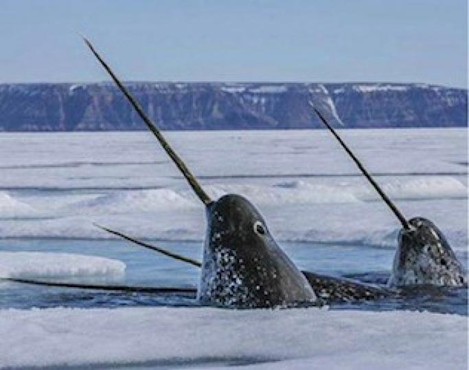 珍貴的鯨魚
北極出現世上最珍貴的鯨魚，嘴唇外長角，連捕食吃飯都是用角...
