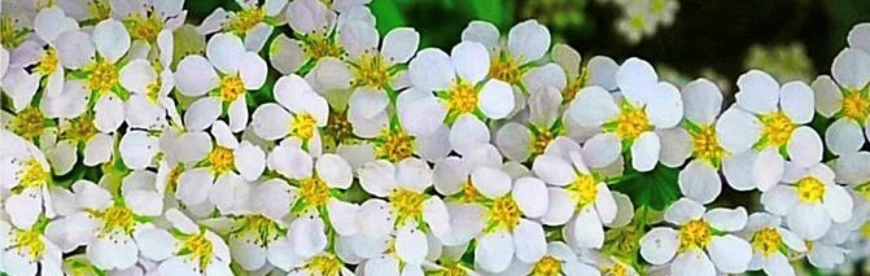 白花
看慣萬紫千紅的花朵，純潔的白花卻給人一種清雅優美的感覺。...