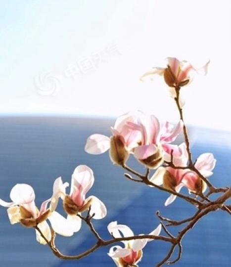 玉蘭花花語
玉蘭花的花語是報恩,真摯、表露愛意、芬芳、純潔的愛。玉蘭經常在一片綠意盎然中開出大輪的白色花朵,隨著那芳郁的香味令人感受到一股難以言喻的氣質,委實清新可人。... 玉蘭花花語
玉蘭花的花語是報恩,真摯、表露愛意、芬芳、純潔的愛。玉蘭經常在一片綠意盎然中開出大輪的白色花朵,隨著那芳郁的香味令人感受到一股難以言喻的氣質,委實清新可人。...