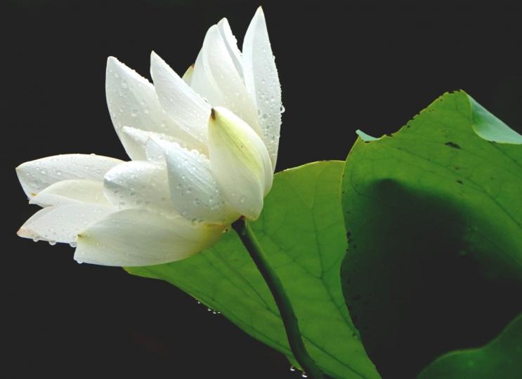 雨後白蓮花
看見雨後沾了水滴的白蓮花便想起「出淤泥而不染」,意思是蓮花從污泥中長出來,卻不受到污染,表達的是一種潔身自愛的品質,不受身邊環境的污染。... 雨後白蓮花
看見雨後沾了水滴的白蓮花便想起「出淤泥而不染」,意思是蓮花從污泥中長出來,卻不受到污染,表達的是一種潔身自愛的品質,不受身邊環境的污染。...