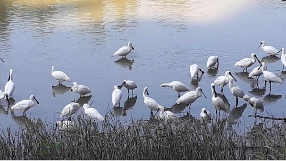 大鵬

大鵬灣有很多白琵鷺棲息於沼澤地、河灘、葦塘等處。牠們會涉水啄食小型動物，有時也食水生植物。...