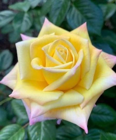 美麗的玫瑰花

黃玫瑰代表純潔的友誼和美好的祝福，所以送給一般的朋友會是一份不錯的禮物。...