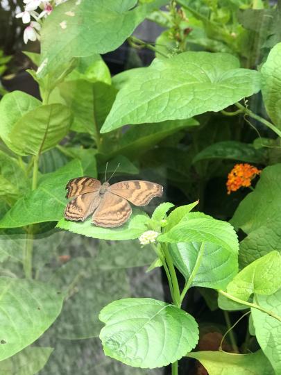 拍攝蝴蝶

蝴蝶在花鑿中飛來飛去，捕捉拍攝角度要有耐性。...