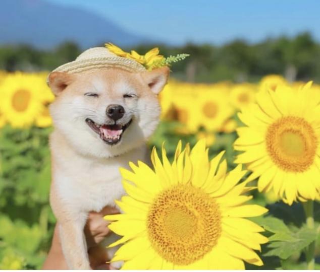 柴犬與太陽花都開心地笑😄...