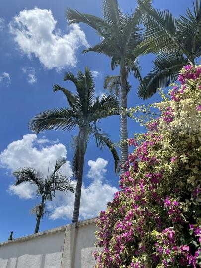 杜鵑花和高高椰樹在藍天白雲下構成一幅美景...