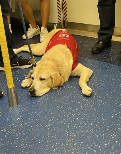 導盲犬🦮入咗地鐵車廂就立刻伏在主人腳邊...