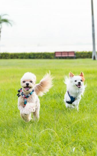 左邊啡色狗狗叫Mochi，右邊白色狗狗叫Google。
兩兄弟跑草地跑得好開心啊~!...