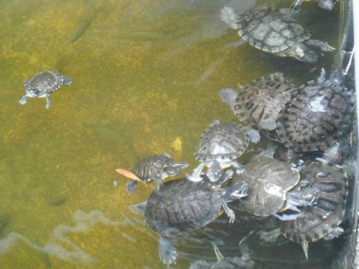 河池園內,,好多龜龜在！...