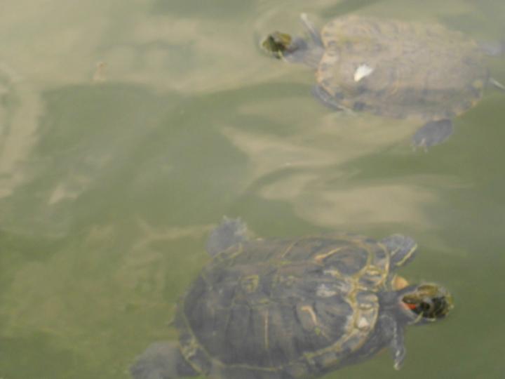 龜龜在池水,,游來游去！...